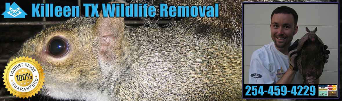 Killeen Wildlife and Animal Removal